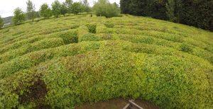 Photo de plusieurs allées du labyrinthe