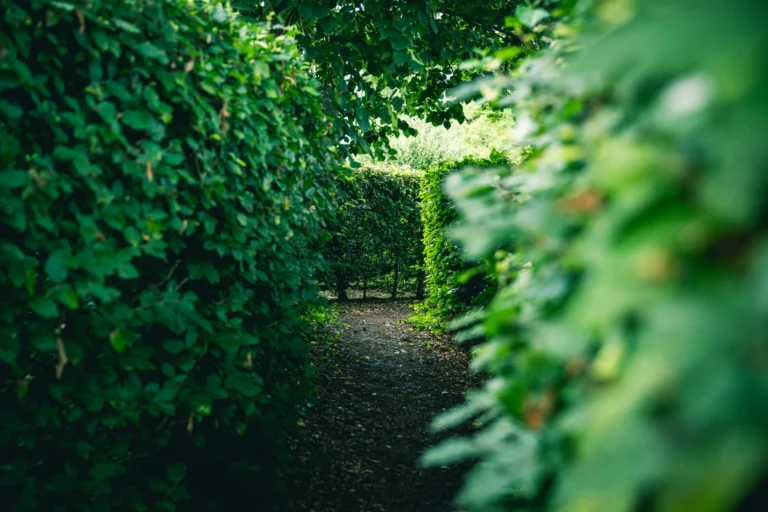 Allée du labyrinthe